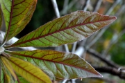<strong>Combretaceae - Terminalia bentzoë - (L.) L.f.</strong><br />© Sarrailh Jean-Michel / CIRAD