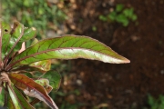 <strong>Combretaceae - Terminalia bentzoë - (L.) L.f.</strong><br />© Sarrailh Jean-Michel / CIRAD
