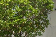 <strong>Rubiaceae - Tarenna borbonica - (Hend. et A.A.Hend.) Verdc.</strong><br />© Sarrailh Jean-Michel / CIRAD