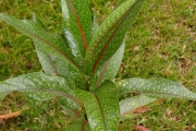 <strong>Rubiaceae - Tarenna borbonica - (Hend. et A.A.Hend.) Verdc.</strong><br />© Sarrailh Jean-Michel / CIRAD
