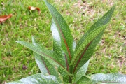 <strong>Rubiaceae - Tarenna borbonica - (Hend. et A.A.Hend.) Verdc.</strong><br />© Sarrailh Jean-Michel / CIRAD