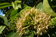<strong>Rubiaceae - Tarenna borbonica - (Hend. et A.A.Hend.) Verdc.</strong><br />© Sarrailh Jean-Michel / CIRAD
