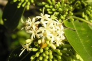 <strong>Rubiaceae - Tarenna borbonica - (Hend. et A.A.Hend.) Verdc.</strong><br />© Sarrailh Jean-Michel / CIRAD