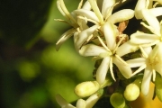 <strong>Rubiaceae - Tarenna borbonica - (Hend. et A.A.Hend.) Verdc.</strong><br />© Sarrailh Jean-Michel / CIRAD