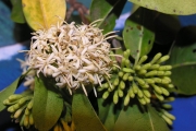 <strong>Rubiaceae - Tarenna borbonica - (Hend. et A.A.Hend.) Verdc.</strong><br />© Sarrailh Jean-Michel / CIRAD