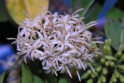 <strong>Rubiaceae - Tarenna borbonica - (Hend. et A.A.Hend.) Verdc.</strong><br />© Sarrailh Jean-Michel / CIRAD