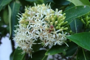 <strong>Rubiaceae - Tarenna borbonica - (Hend. et A.A.Hend.) Verdc.</strong><br />© Sarrailh Jean-Michel / CIRAD