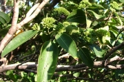 <strong>Rubiaceae - Tarenna borbonica - (Hend. et A.A.Hend.) Verdc.</strong><br />© Sarrailh Jean-Michel / CIRAD