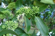<strong>Rubiaceae - Tarenna borbonica - (Hend. et A.A.Hend.) Verdc.</strong><br />© Sarrailh Jean-Michel / CIRAD