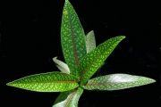 <strong>Rubiaceae - Tarenna borbonica - (Hend. et A.A.Hend.) Verdc.</strong><br />© Sarrailh Jean-Michel / CIRAD