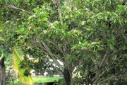 <strong>Rubiaceae - Tarenna borbonica - (Hend. et A.A.Hend.) Verdc.</strong><br />© Sarrailh Jean-Michel / CIRAD