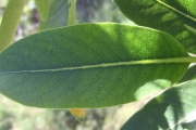 <strong>Rubiaceae - Tarenna borbonica - (Hend. et A.A.Hend.) Verdc.</strong><br />© Perroud Annaïg