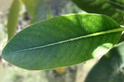 <strong>Rubiaceae - Tarenna borbonica - (Hend. et A.A.Hend.) Verdc.</strong><br />© Perroud Annaïg