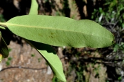 <strong>Rubiaceae - Tarenna borbonica - (Hend. et A.A.Hend.) Verdc.</strong><br />© Sarrailh Jean-Michel / CIRAD
