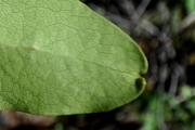 <strong>Rubiaceae - Tarenna borbonica - (Hend. et A.A.Hend.) Verdc.</strong><br />© Sarrailh Jean-Michel / CIRAD
