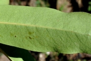 <strong>Rubiaceae - Tarenna borbonica - (Hend. et A.A.Hend.) Verdc.</strong><br />© Sarrailh Jean-Michel / CIRAD
