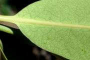 <strong>Rubiaceae - Tarenna borbonica - (Hend. et A.A.Hend.) Verdc.</strong><br />© Sarrailh Jean-Michel / CIRAD
