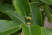 <strong>Rubiaceae - Tarenna borbonica - (Hend. et A.A.Hend.) Verdc.</strong><br />© Sarrailh Jean-Michel / CIRAD