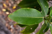 <strong>Rubiaceae - Tarenna borbonica - (Hend. et A.A.Hend.) Verdc.</strong><br />© Sarrailh Jean-Michel / CIRAD
