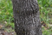 <strong>Rubiaceae - Tarenna borbonica - (Hend. et A.A.Hend.) Verdc.</strong><br />© Sarrailh Jean-Michel / CIRAD