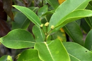 <strong>Rubiaceae - Tarenna borbonica - (Hend. et A.A.Hend.) Verdc.</strong><br />© Sarrailh Jean-Michel / CIRAD