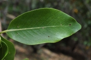 <strong>Rubiaceae - Tarenna borbonica - (Hend. et A.A.Hend.) Verdc.</strong><br />© Sarrailh Jean-Michel / CIRAD