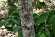<strong>Rubiaceae - Tarenna borbonica - (Hend. et A.A.Hend.) Verdc.</strong><br />© Sarrailh Jean-Michel / CIRAD