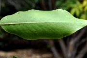<strong>Rubiaceae - Tarenna borbonica - (Hend. et A.A.Hend.) Verdc.</strong><br />© Sarrailh Jean-Michel / CIRAD