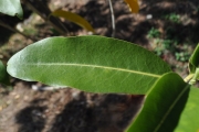 <strong>Rubiaceae - Tarenna borbonica - (Hend. et A.A.Hend.) Verdc.</strong><br />© Sarrailh Jean-Michel / CIRAD