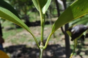 <strong>Rubiaceae - Tarenna borbonica - (Hend. et A.A.Hend.) Verdc.</strong><br />© Sarrailh Jean-Michel / CIRAD