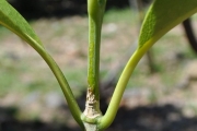 <strong>Rubiaceae - Tarenna borbonica - (Hend. et A.A.Hend.) Verdc.</strong><br />© Sarrailh Jean-Michel / CIRAD