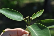 <strong>Rubiaceae - Tarenna borbonica - (Hend. et A.A.Hend.) Verdc.</strong><br />© Sarrailh Jean-Michel / CIRAD