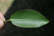<strong>Rubiaceae - Tarenna borbonica - (Hend. et A.A.Hend.) Verdc.</strong><br />© Sarrailh Jean-Michel / CIRAD