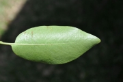 <strong>Rubiaceae - Tarenna borbonica - (Hend. et A.A.Hend.) Verdc.</strong><br />© Sarrailh Jean-Michel / CIRAD