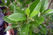 <strong>Malvaceae - Trochetia granulata - Cordem.</strong><br />© Perroud Annaïg
