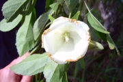 <strong>Malvaceae - Trochetia granulata - Cordem.</strong><br />© Perroud Annaïg