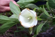 <strong>Malvaceae - Trochetia granulata - Cordem.</strong><br />© Perroud Annaïg