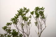<strong>Malvaceae - Trochetia granulata - Cordem.</strong><br />© Perroud Annaïg
