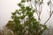 <strong>Malvaceae - Trochetia granulata - Cordem.</strong><br />© Perroud Annaïg