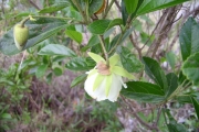 <strong>Malvaceae - Trochetia granulata - Cordem.</strong><br />© Perroud Annaïg
