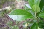 <strong>Malvaceae - Trochetia granulata - Cordem.</strong><br />© Perroud Annaïg