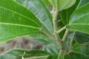 <strong>Malvaceae - Trochetia granulata - Cordem.</strong><br />© Perroud Annaïg