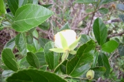 <strong>Malvaceae - Trochetia granulata - Cordem.</strong><br />© Perroud Annaïg
