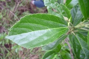 <strong>Malvaceae - Trochetia granulata - Cordem.</strong><br />© Perroud Annaïg