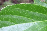 <strong>Malvaceae - Trochetia granulata - Cordem.</strong><br />© Perroud Annaïg