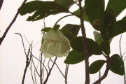 <strong>Malvaceae - Trochetia granulata - Cordem.</strong><br />© Perroud Annaïg