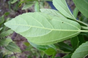 <strong>Malvaceae - Trochetia granulata - Cordem.</strong><br />© Perroud Annaïg
