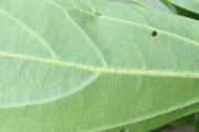 <strong>Malvaceae - Trochetia granulata - Cordem.</strong><br />© Perroud Annaïg