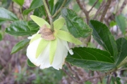 <strong>Malvaceae - Trochetia granulata - Cordem.</strong><br />© Perroud Annaïg