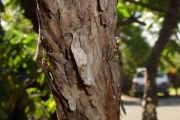 <strong>Boraginaceae - Tournefortia arborescens - Lam.</strong><br />© Sarrailh Jean-Michel / CIRAD